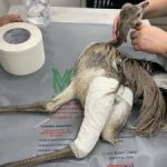 Fauna silvestre do DF terá local exclusivo para atendimento emergencial