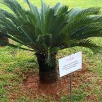 Polêmica: prédio do DF instala placas sobre “planta tóxica para pets”