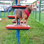 Comitê interinstitucional fortalece luta pela proteção de animais no DF