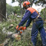 Entenda por que algumas árvores precisam ser removidas de vias públicas do DF