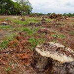 Retirada de tocos vai garantir desenvolvimento de árvores no Bosque dos Pinheiros