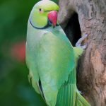 Participe da regulamentação da criação em cativeiro de fauna exótica no DF