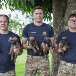Batalhão da PMDF apresenta nova ninhada de cães para treinamento