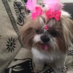 Lago Sul: homem suspeito de matar cães com bolinhos de veneno vira réu