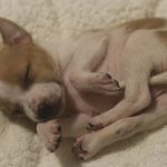 Vídeo mostra filhotes de cachorro sendo abandonados no DF