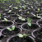 Crédito suplementar beneficia a agricultura e a adequação ambiental