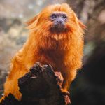 Novos recintos do Zoológico contribuem para o bem-estar da fauna