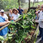 Instituições e produtores rurais se unem para desenvolver a produção de baunilha no Cerrado