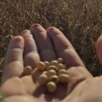 Publicado relatório da produção agropecuária no DF em 2023