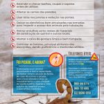 Saiba o que fazer em caso de acidente com escorpiões e como evitá-los