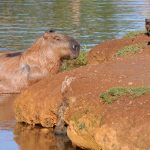 Consulta pública sobre monitoramento de capivaras do Lago Paranoá é aberta