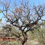 Resolução moderniza padrões ambientais e assegura a proteção dos recursos naturais