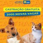 Castração gratuita prevê atender 2 mil cães e gatos no DF. Saiba como