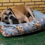 Clínica onde veterinário negou socorro chama dona de cão de negligente