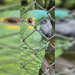 Vídeo mostra resgate de pássaros e animais silvestres em Santa Maria