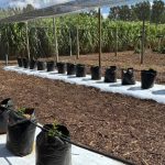 Na AgroBrasília, aprenda a produzir frutas rentáveis em pequenas áreas