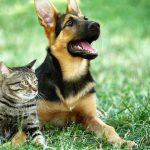 Campanha de castração gratuita do GDF beneficiará 1.625 pets