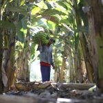 Agro do Quadrado: Safra frutífera do DF cresce em área e em quantidade produzida