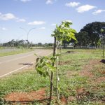 Mais de 2 mil árvores já foram plantadas para substituir antigos pinheiros do Parque da Cidade