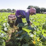 Agro do Quadrado: Produção de hortaliças do DF abastece a mesa dos brasilienses