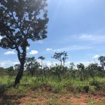 Fluxos de compensação ambiental e florestal são atualizados