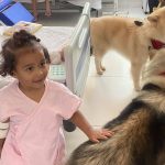 Cachorros de suporte emocional visitam crianças internadas no Hmib