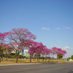 Distrito Federal se prepara para a temporada colorida dos ipês