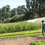 Irrigação automatizada é o foco do Circuito de Olericultura da Emater-DF na AgroBrasília