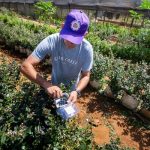 Cultivo de mirtilo e framboesa impulsiona renda de produtores no DF