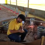 Avicultores podem conhecer tecnologias para produção semi-intensiva de ovos na AgroBrasília