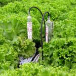 Irrigação automatizada é o foco do Circuito de Olericultura na AgroBrasília
