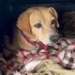 Vítimas das chuvas no RS, mais de 19 mil cães e gatos buscam adoção
