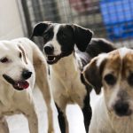 Rede de saúde do DF orienta sobre o que fazer ao ser mordido por um cachorro de rua
