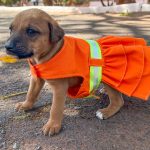 Projeto Cata Pata volta a promover resgate e adoção de cães