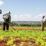 Agro do Quadrado: Produção do DF movimentou R$ 6 bilhões em 2023