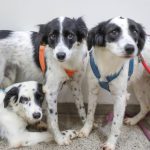 Quer adotar um pet? Zoonoses tem 28 animais disponíveis