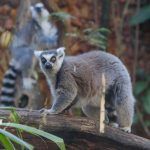 O amor está no Zoo: Equipes fazem ações temáticas de Dia dos Namorados para animais