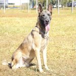 Cães da PMDF garantem a segurança de abrigos para vítimas das enchentes no Sul