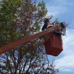 Poda de árvores suspende energia em áreas do Plano Piloto nesta quinta (13)