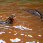 Junho romântico: Casais do Zoo aumentam chances de reprodução em cativeiro