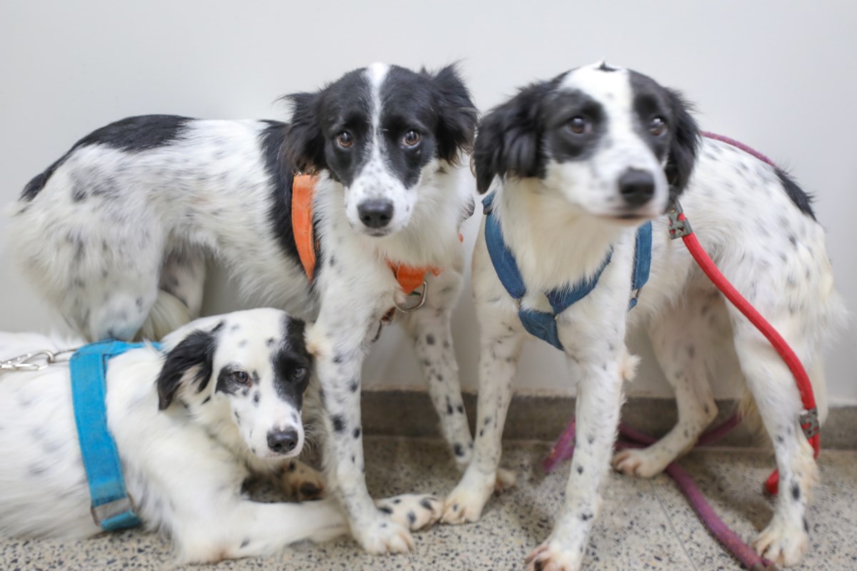 cachorro-adocao-zoonoses