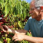 Café especial conquista espaço no mercado brasiliense e estimula novas produções rurais