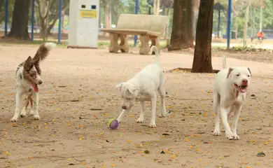 tutores_com_caes_no_parcao_espaco_exclusivo_para_cachorros_na_praca_ayrton_senna_do_brasil_rvsa_abr_103020210148-1