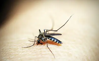 mosquito-1548947