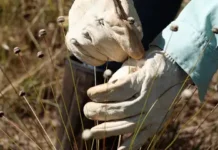 Pesquisadores encontram plantas consideradas extintas há 30 anos